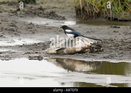 Schwarz-billed Elster (Pica Pica), ernähren sich von toten Fischen, Deutschland, Mecklenburg-Vorpommern Stockfoto