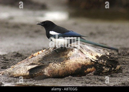 Schwarz-billed Elster (Pica Pica), ernähren sich von toten Fischen, Deutschland, Mecklenburg-Vorpommern Stockfoto