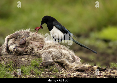 Schwarz-billed Elster (Pica Pica), ernähren sich von Toten Waschbär, Deutschland, Mecklenburg-Vorpommern Stockfoto