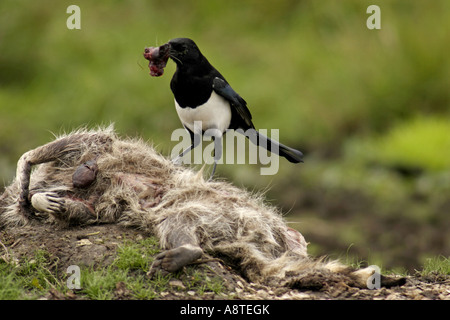Schwarz-billed Elster (Pica Pica), ernähren sich von Toten Waschbär, Deutschland, Mecklenburg-Vorpommern Stockfoto