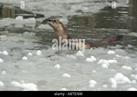 Nordamerikanischer Fischotter, kanadische Fischotter (Lutra Canadensis), zwei Personen im Teich Stockfoto