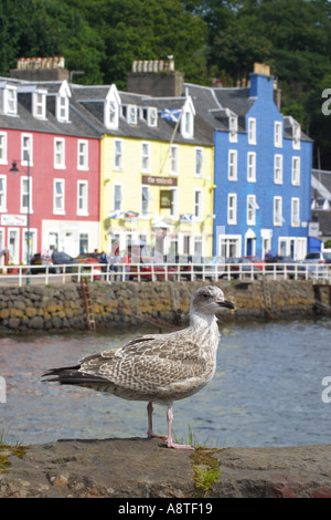 Tobermory auf der Isle of Mull Schottland-Hafen-Szene mit jungen Möwe sitzt auf der Hafenseite mit bunten Geschäften hinter Stockfoto