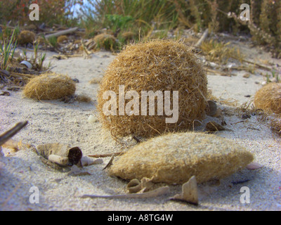 Neptun-Rasen, Poseidon grass, Nonne Furz Posidonia Oceanica, Neptuns Kugeln am Strand, Fasern der Blätter bekommen abgerissen Stockfoto