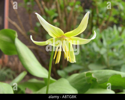 Forellen-Lilie, Tuolumne Fawn Lily, Tuolumne Fawnlily Adder der Zunge des Hundes Zahn Lily, Hund Zahn Lily (Erythronium Tuolumnense), Stockfoto