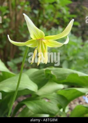 Forellen-Lilie, Tuolumne Fawn Lily, Tuolumne Fawnlily Adder der Zunge, des Hundes Zahn Lily, Hund Zahn Lily Erythronium Tuolumnense Stockfoto