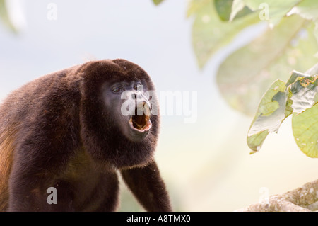 Schwarzen Jaguaren Brüllaffen Alouatta Palliata männlich Heulen von oben der Secropia Baum in Soberiana NP Panama Stockfoto