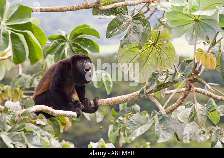 Schwarzen Jaguaren Brüllaffen Alouatta Palliata männlich Heulen von oben der Secropia Baum in Soberiana NP Panama Stockfoto