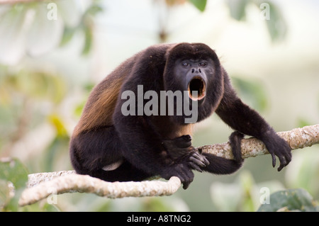 Schwarzen Jaguaren Brüllaffen Alouatta Palliata männlich Heulen von oben der Secropia Baum in Soberiana NP Panama Stockfoto