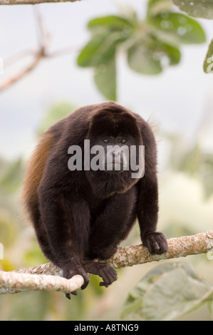 Schwarzen Jaguaren Brüllaffen Alouatta Palliata männlichen Soberiana NP Panama Stockfoto