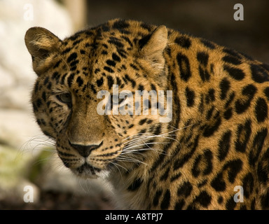 Stolz auf Leopard. Stockfoto