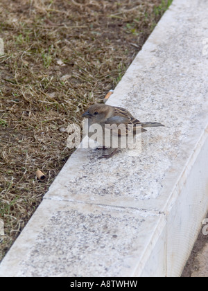 Grauammer (Miliaria Calandra) Stockfoto