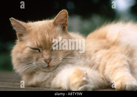 Tier. Erwachsene britische Langhaarkatze, die im Freien schläft. Stockfoto
