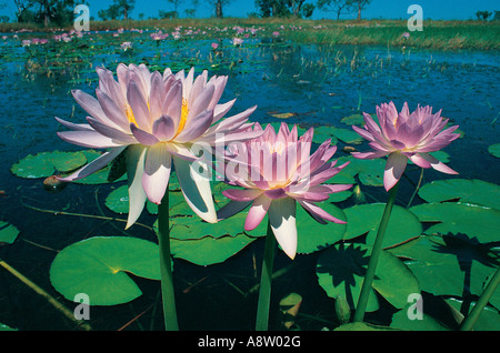 Australien. Northern Territory. Kakadu National Park. Gelbes Wasser Billabong. Seerosen. Nymphaea gigantea. Stockfoto