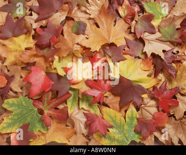 Stillleben-Nahaufnahme des gefallenen Ahorn Blätter im Herbst. Stockfoto
