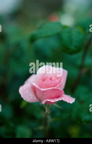 Nahaufnahme von einem einzigen, morgen Tau bedeckt, rosa Rosenzucht im englischen Garten. Stockfoto