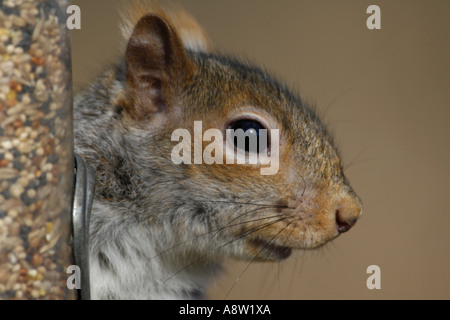 EICHHÖRNCHEN. GRAU. SCIURUS CAROLINENSIS. ENGLAND. UK Stockfoto