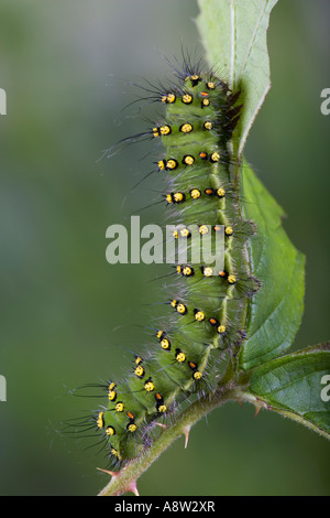 Kaiser-Motte Saturnia Pavonia Larven ernähren sich von Bramble Poton bedfordshire Stockfoto