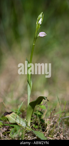 Biene Orchidee (Ophrys Apifera) wächst in rauen Grünland Potton Bedfordshire mit schönen Out-of-Fokus-Hintergrund Stockfoto