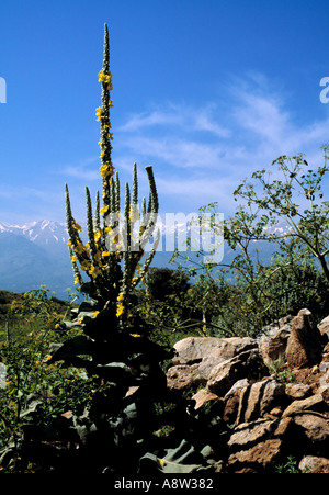 Orange Königskerze Verbascum Phlomoides mit den White Mountains im Hintergrund, Crete Stockfoto