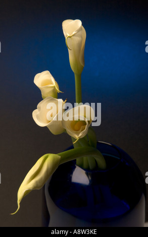 CALLA LILLY CALLA LILLIES ARTISTIN BLUMEN ARRANGIERT UND BELEUCHTUNG IM STUDIO Stockfoto