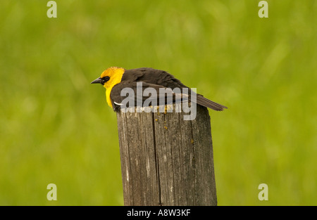 Gelbe Amsel sitzt auf post Stockfoto