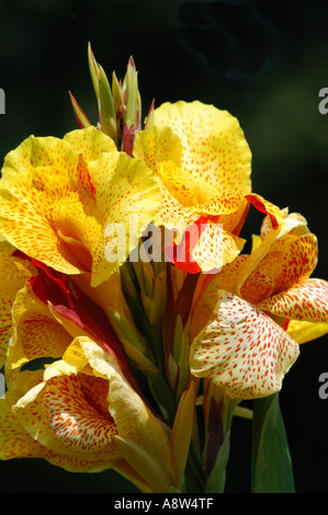CANNA Lily in der Sonne leuchtend gelbe Farbe entdeckt Blüten Blütenblätter Rutgers Garten Stockfoto
