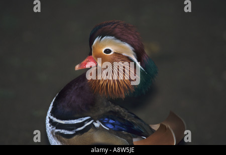 Männliche Mandarinente (Aix Galericulata) Stockfoto