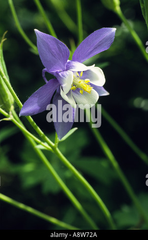 Aquilegia "Spring Magic blau Wei" Stockfoto