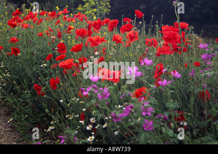 Bright red poppies and other flowers growing on a roadside verge Stockfoto