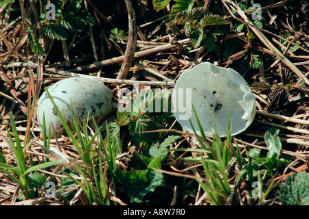 Ausgebrütete Eier aus einer Stockente (Anas platyrhynchos) Nest Stockfoto