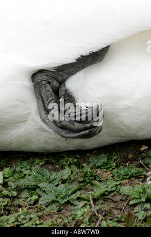 Höckerschwan (Cygnus olor) webbed Fuß leicht vom Boden abgehoben Stockfoto