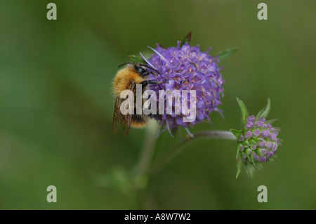 Hummel auf Teufel etwas Witwenblume Martin bloße UK Stockfoto