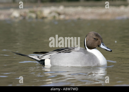 Eine einzelne männliche Nördlichen Pintail (Anas acuta) Schwimmen am See in Sussex, England Stockfoto