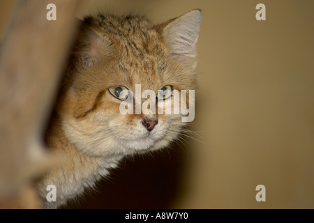 Einen einzigen arabischen Sand Katze (Felis Margarita), Peering hinter Rock Stockfoto