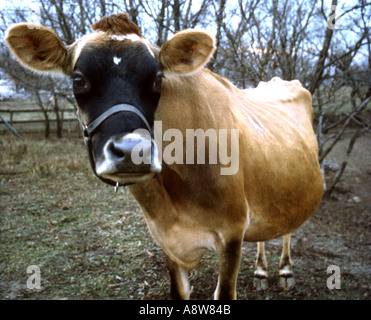 Kuh hautnah Stockfoto