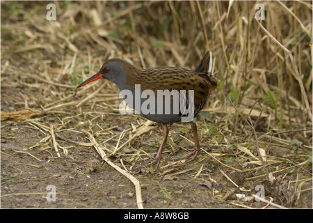 Eine einzelne Wasserralle (Rallus Aquaticus) Futter für Lebensmittel am Rande der Reed bed Stockfoto