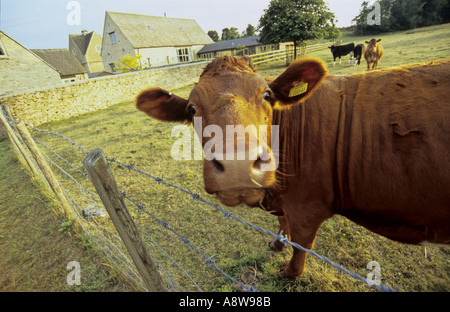 Weitwinkel Nahaufnahme Kuh Oxfordshire England UK Stockfoto