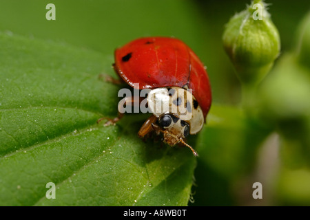 10-Punkt-Marienkäfer (Adalia Decempunctata) Stockfoto