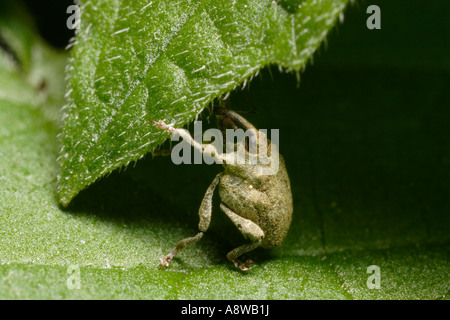 Rüsselkäfer (Parethelcus Pollinarius) auf Brennnessel-Blatt Stockfoto