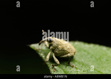 Rüsselkäfer (Parethelcus Pollinarius) auf Brennnessel-Blatt Stockfoto