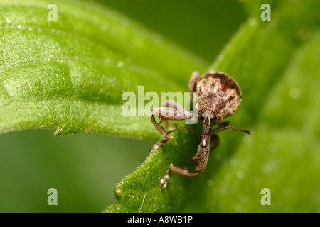 Rüsselkäfer (Furcipus Rectirostris) Stockfoto