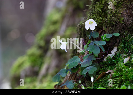 Gemeinsamen Sauerklee (Oxalis Acetosella), auf einem moosbedeckten Baum wächst Stockfoto