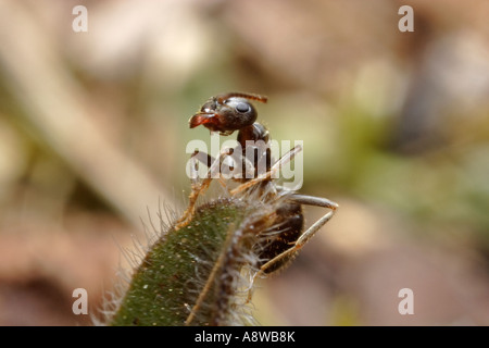 Garten Ameisen (Lasius Niger, schwarze Garten Ameise) Stockfoto