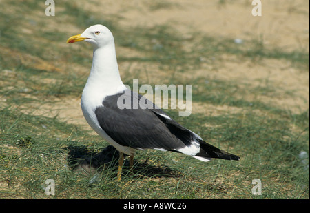 Weniger schwarz backed Gull Larus Fuscus, Schattierung Küken UK Stockfoto