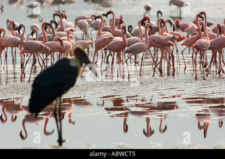 Marabou Storch mit geringerem Flamingos im Hintergrund Lake Nakuru, Kenia Stockfoto