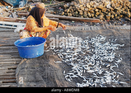 Frau Fisch zum Trocknen auslegen Stockfoto