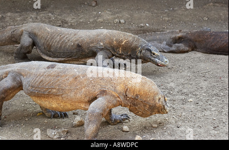 Komodo-Warane, weltweit größte Eidechse Stockfoto