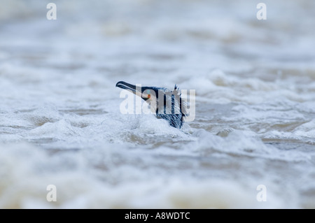 Kormoranfischen in Wehr, Northumberland Winter Stockfoto