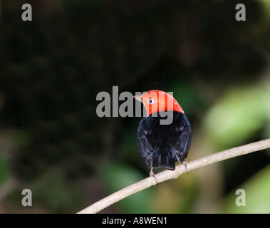 Rot-capped Manakin Pipra Mentalis Ignifera, Soberiana NP Panama Stockfoto