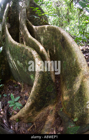 Baum Strebepfeiler - emergent Baum im tropischen Tieflandregenwald Soberiana Nationalpark Panama Stockfoto